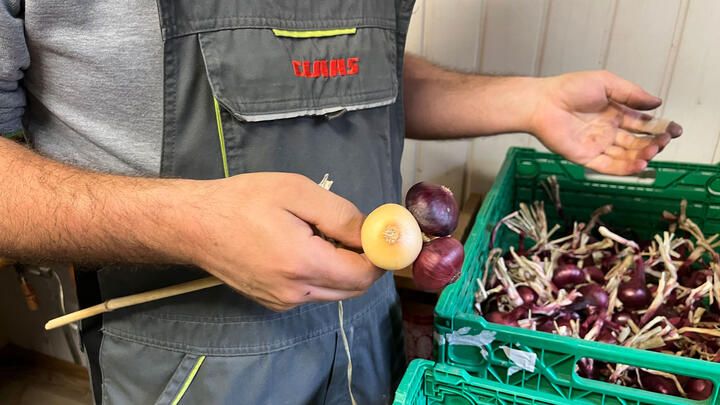 Zwiebelzöpfe_Eggehof