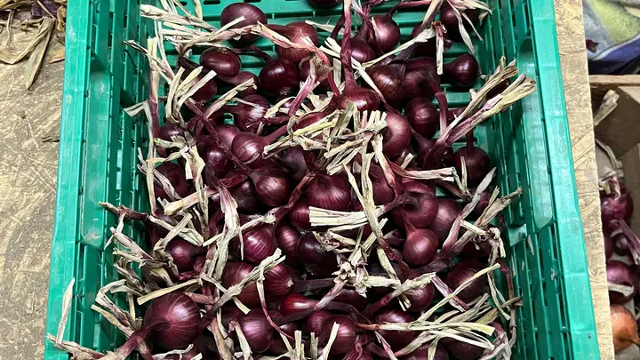 Zwiebelzöpfe_Eggehof