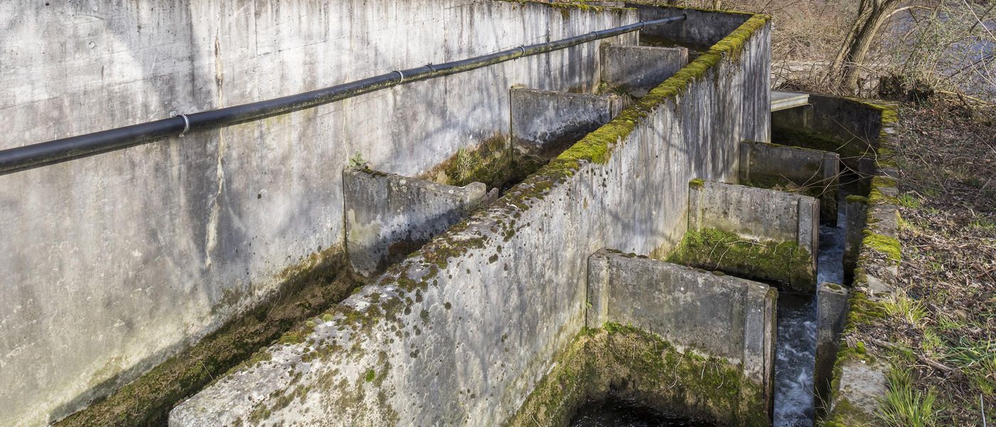 Fischtreppe Neuewelt 01